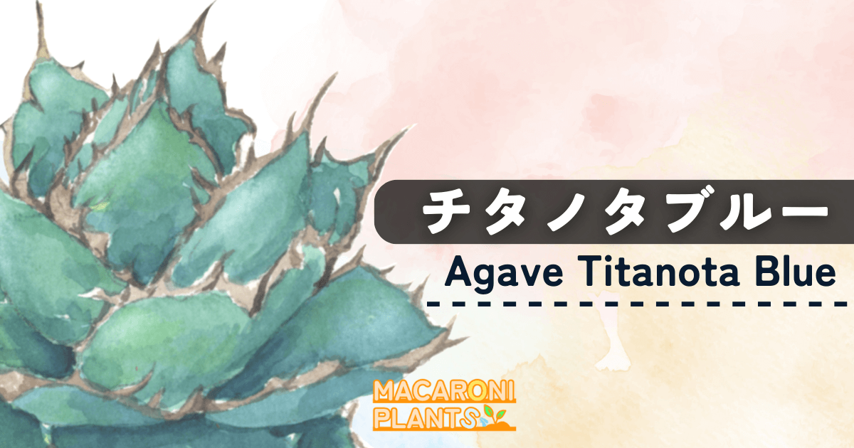 アガベ チタノタブルー 種子（メキシコ産）Agave Titanota Blue