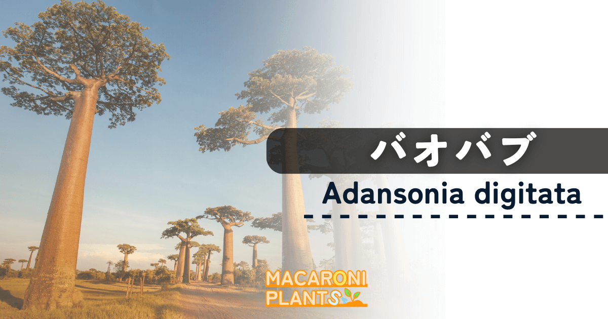 バオバブの木 種子（南アフリカ産）Adansonia digitata,Baobab